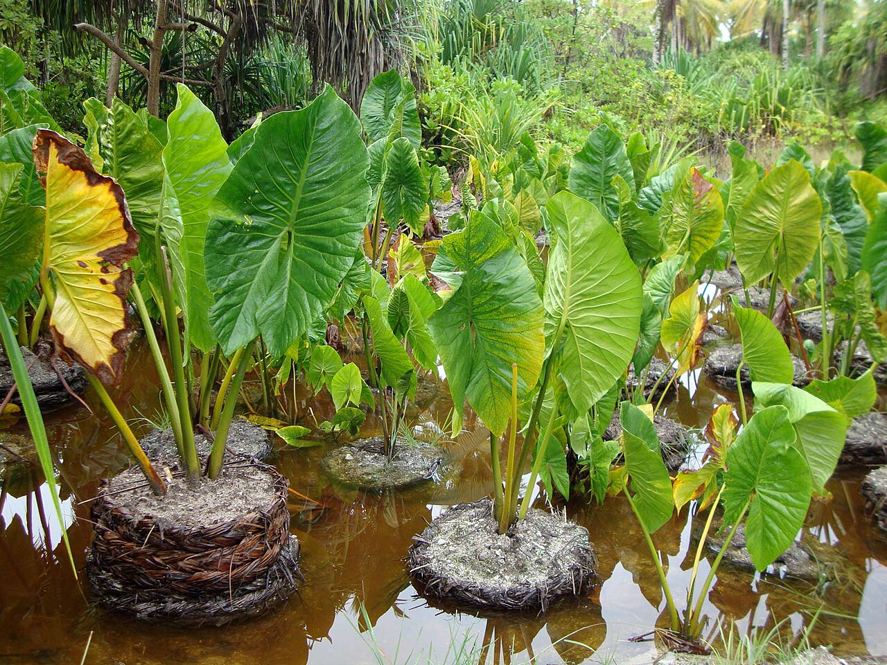 Foto fra Kiribati – Babai