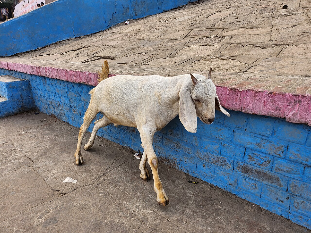 Foto fra Varanasi, India – Goat-Varanasi India-Andres Larin