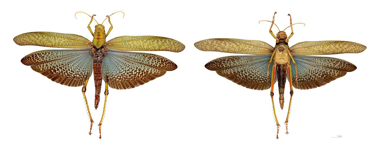 Foto fra Fransk Guyana – Tropidacris collaris MHNT vol