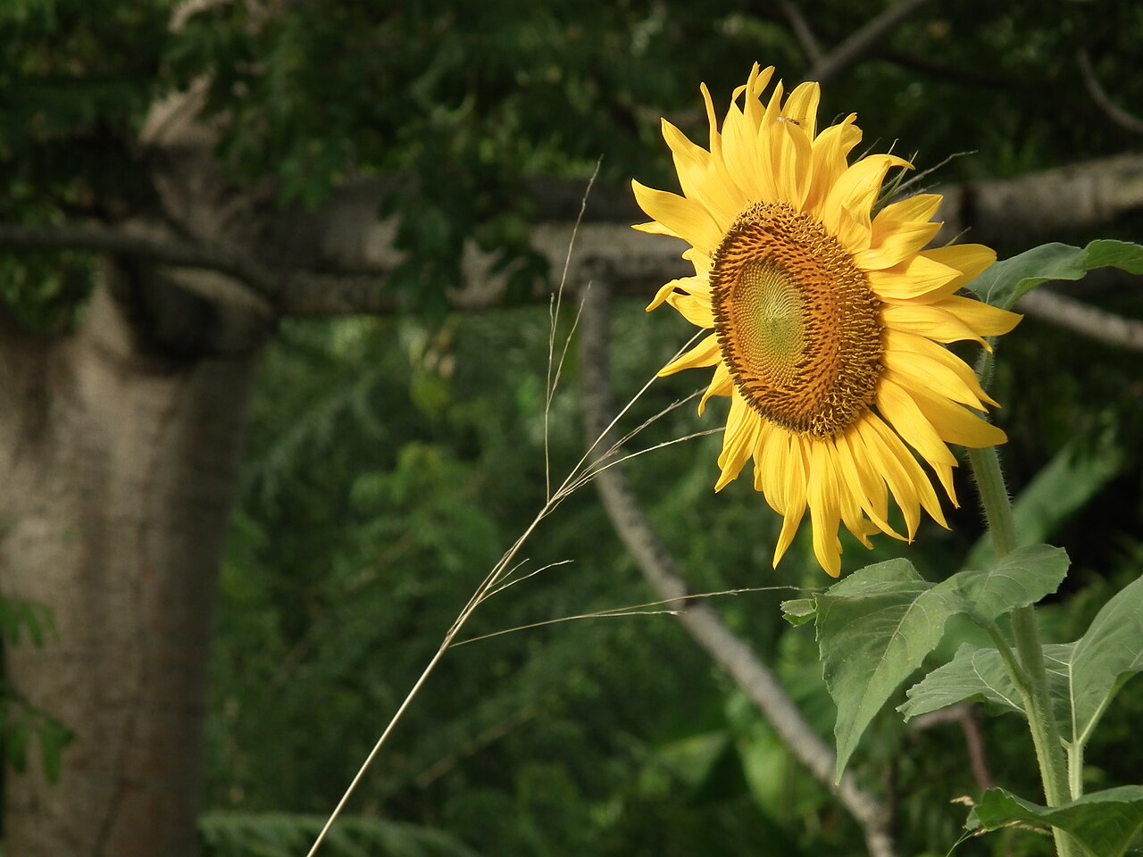 Foto fra Martinique – Tournesol en martinique