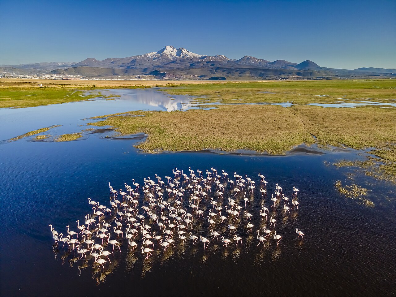 Foto fra Tyrkia – Flamingos in Hörmetci reeds