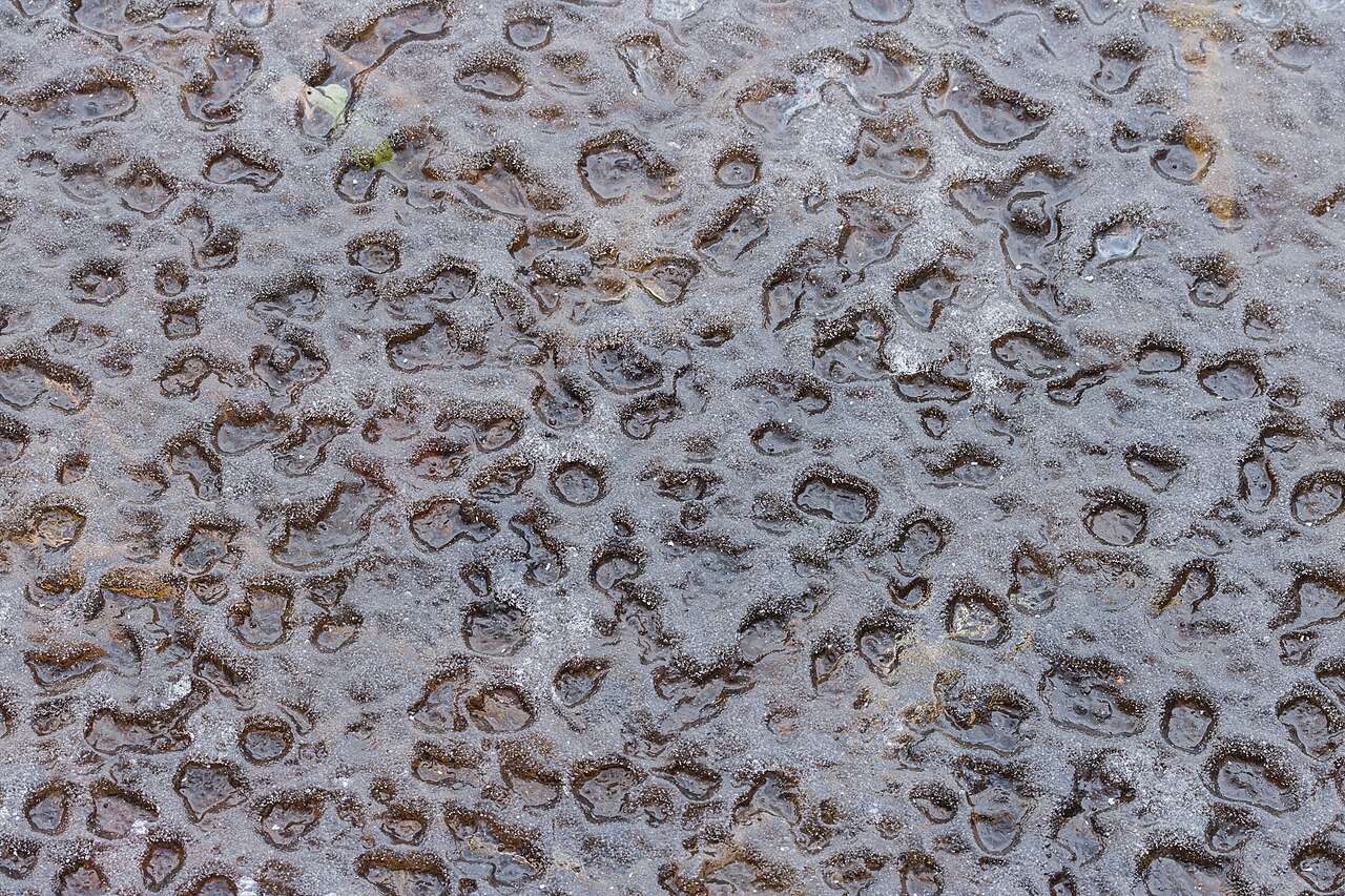 Foto fra Nederland: Afdrukken van waterdruppels in ijslaag op Jonkersloot. Locatie, Natuurterrein De
