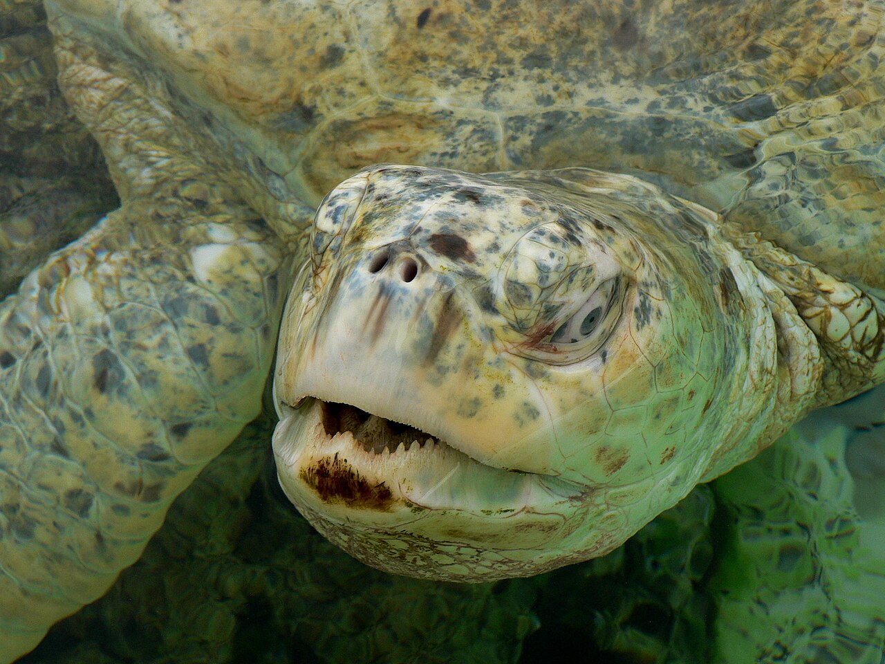 Foto fra Réunion – Chelonia mydas albino p1440273