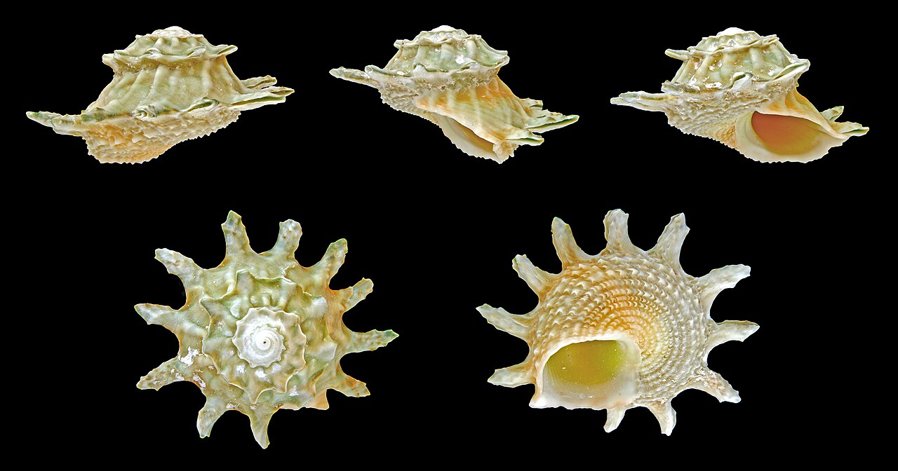 Foto fra Filippinene – Astralium calcar 01