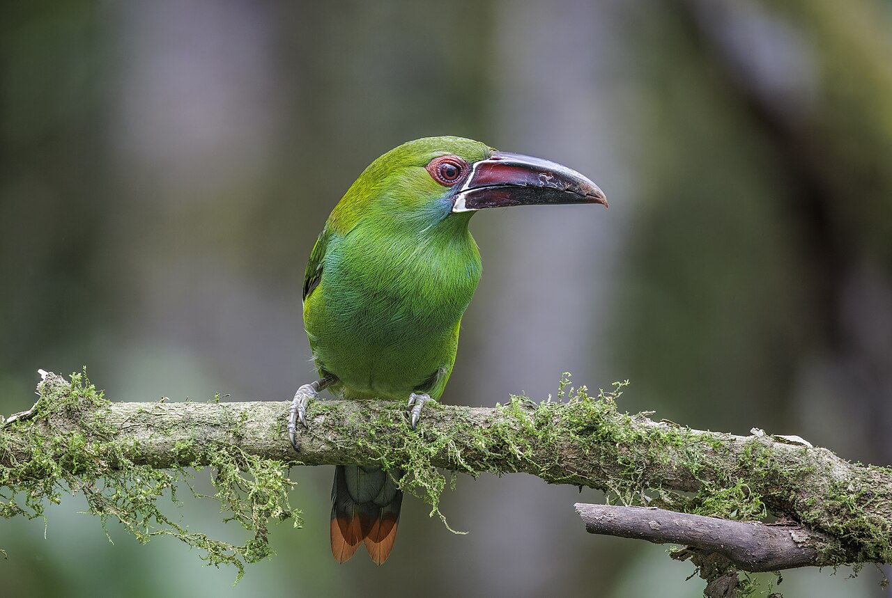 Foto fra Ecuador: Crimson-rumped toucanet (Aulacorhynchus haematopygus sexnotatus) Paz de las Aves