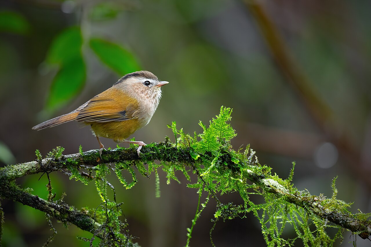 Foto fra Vietnam – Indochinese Fulvetta 0A2A3624