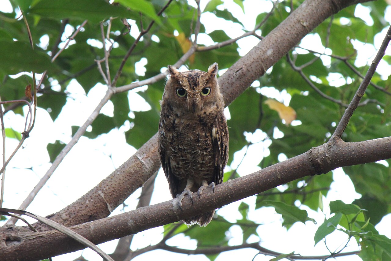 Foto fra SULAWESI - Manado, Indonesia – Otus manadensis at Masarang