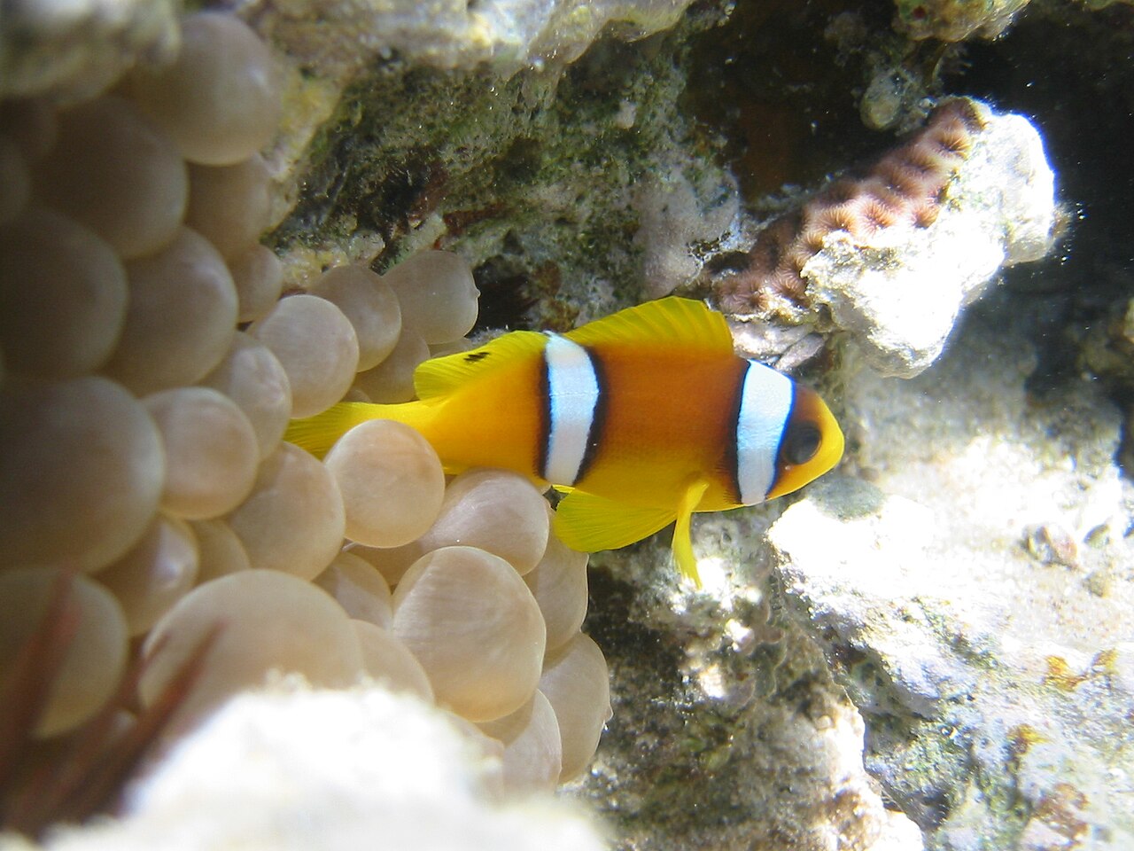 Foto fra Sharm El-Sheik, Egypt – Red sea-reef 3990