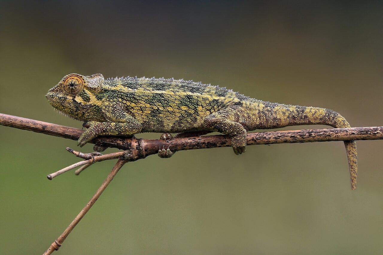 Foto fra Rwanda – Rough chameleon (Trioceros rudis)