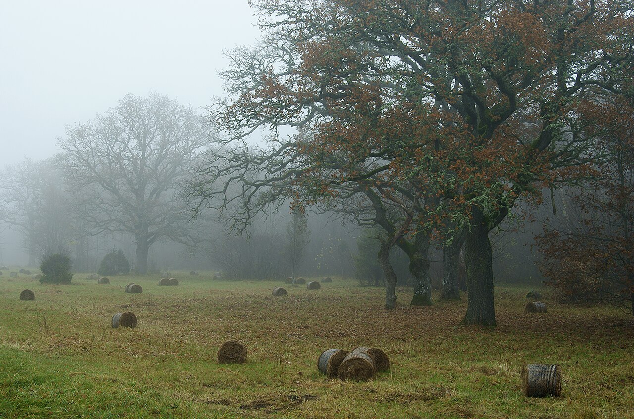 Foto fra Saaremaa, Estland – Loode tammik Saaremaal