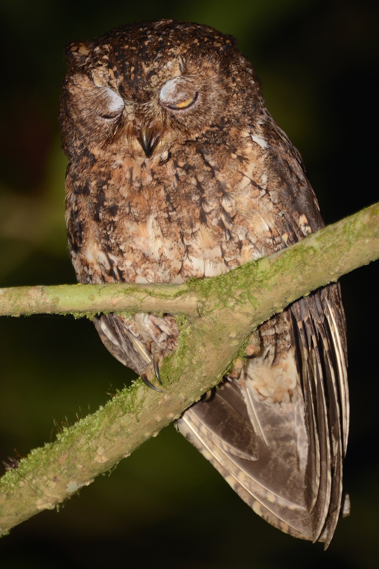 Foto fra SULAWESI - Manado, Indonesia – Otus manadensis - Mahawu