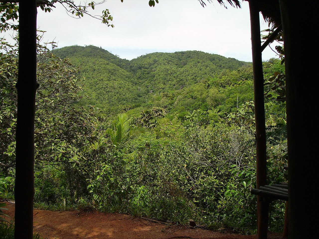 Foto fra Praslin, Seychellene – Valleé de mai2