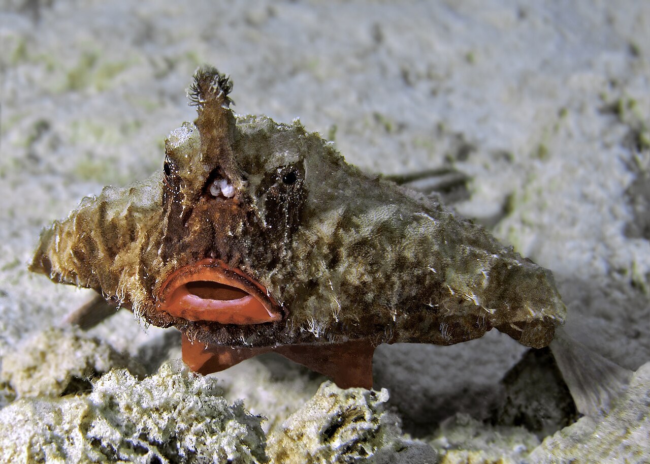 Foto fra Bonaire – Longnose batfish