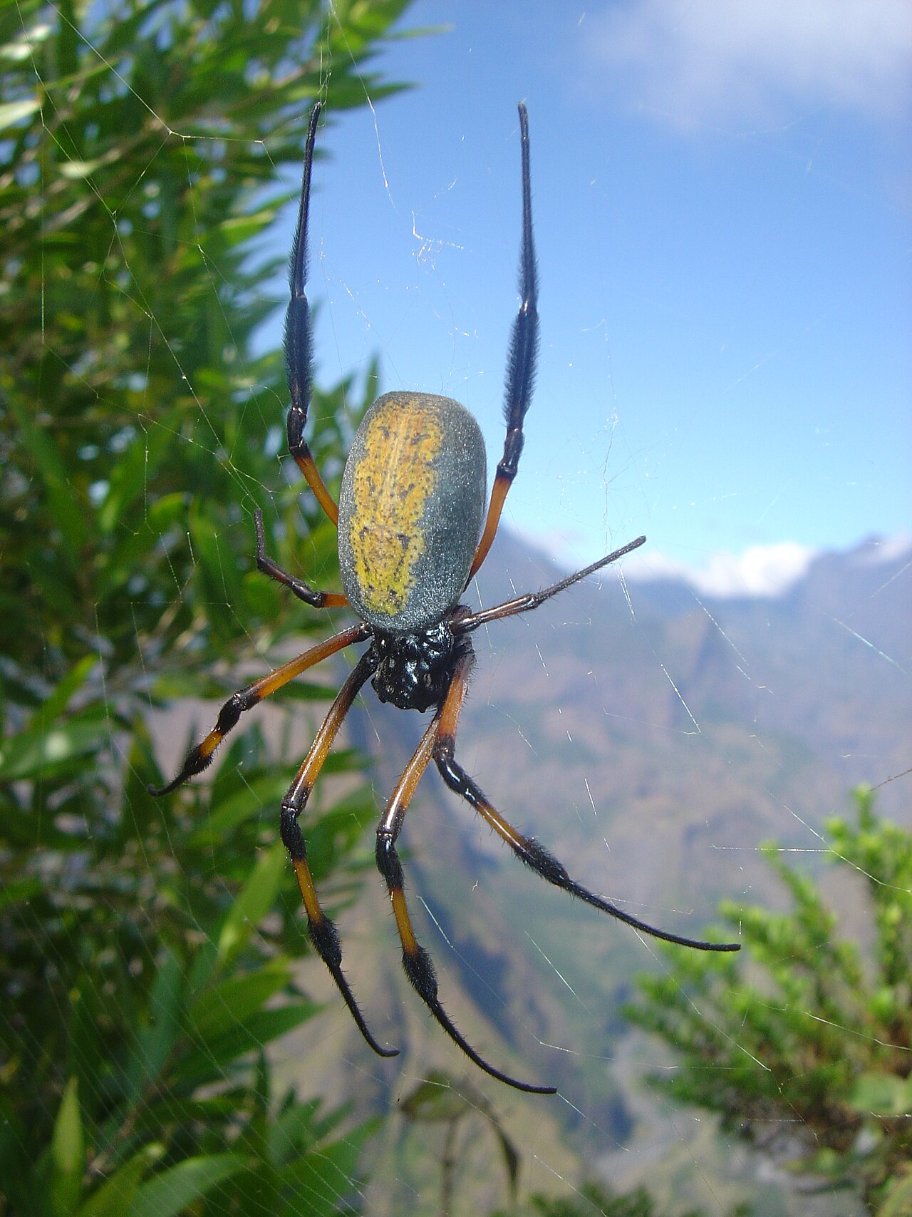 Foto fra Réunion – Nephila inaurata dsc07682