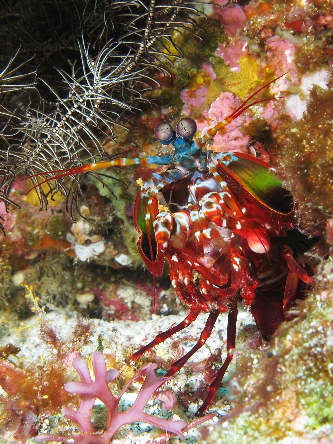Foto fra Indonesia – Curious mantis shrimp from Gilli Banta reef