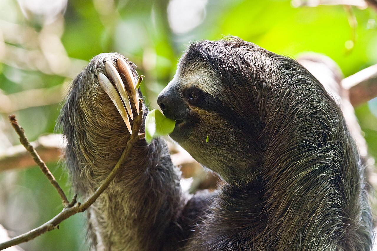Foto fra Costa Rica – MC Drei-Finger-Faultier