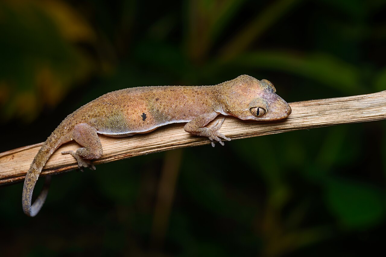 Foto fra Thailand – Cyrtodactylus interdigitalis