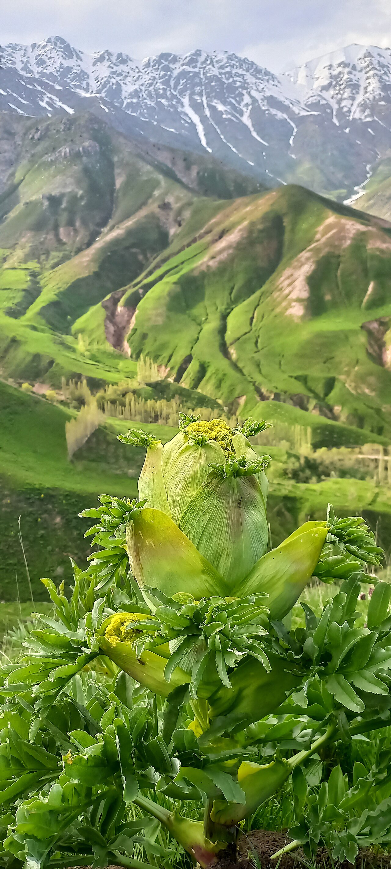 Foto fra Tadsjikistan – Камол 3