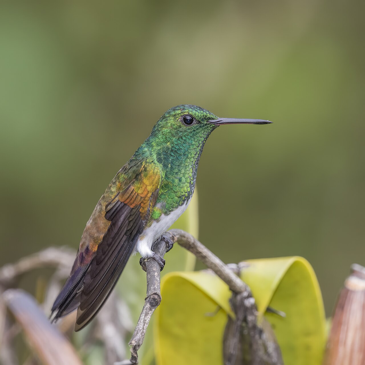 Foto fra Panama – Snowy-bellied hummingbird (Amazilia edward niveoventer) 1