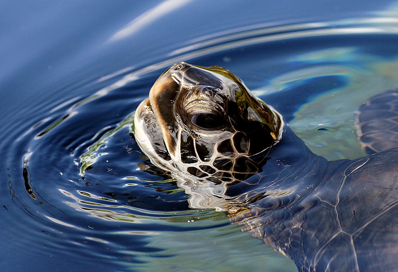Foto fra Maui, Hawaii – Green Sea Turtle, Maui