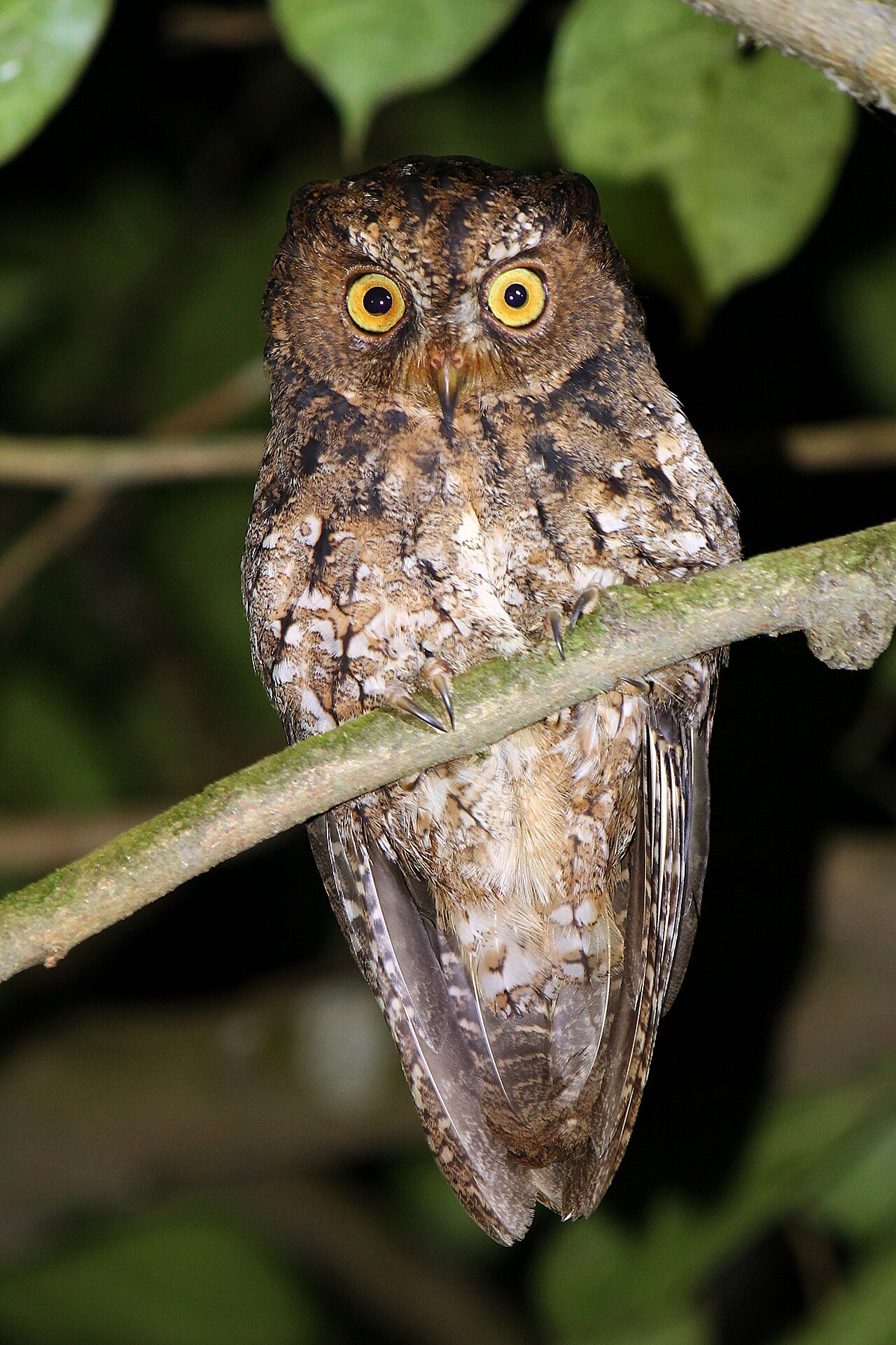 Foto fra SULAWESI - Manado, Indonesia – Otus manadensis