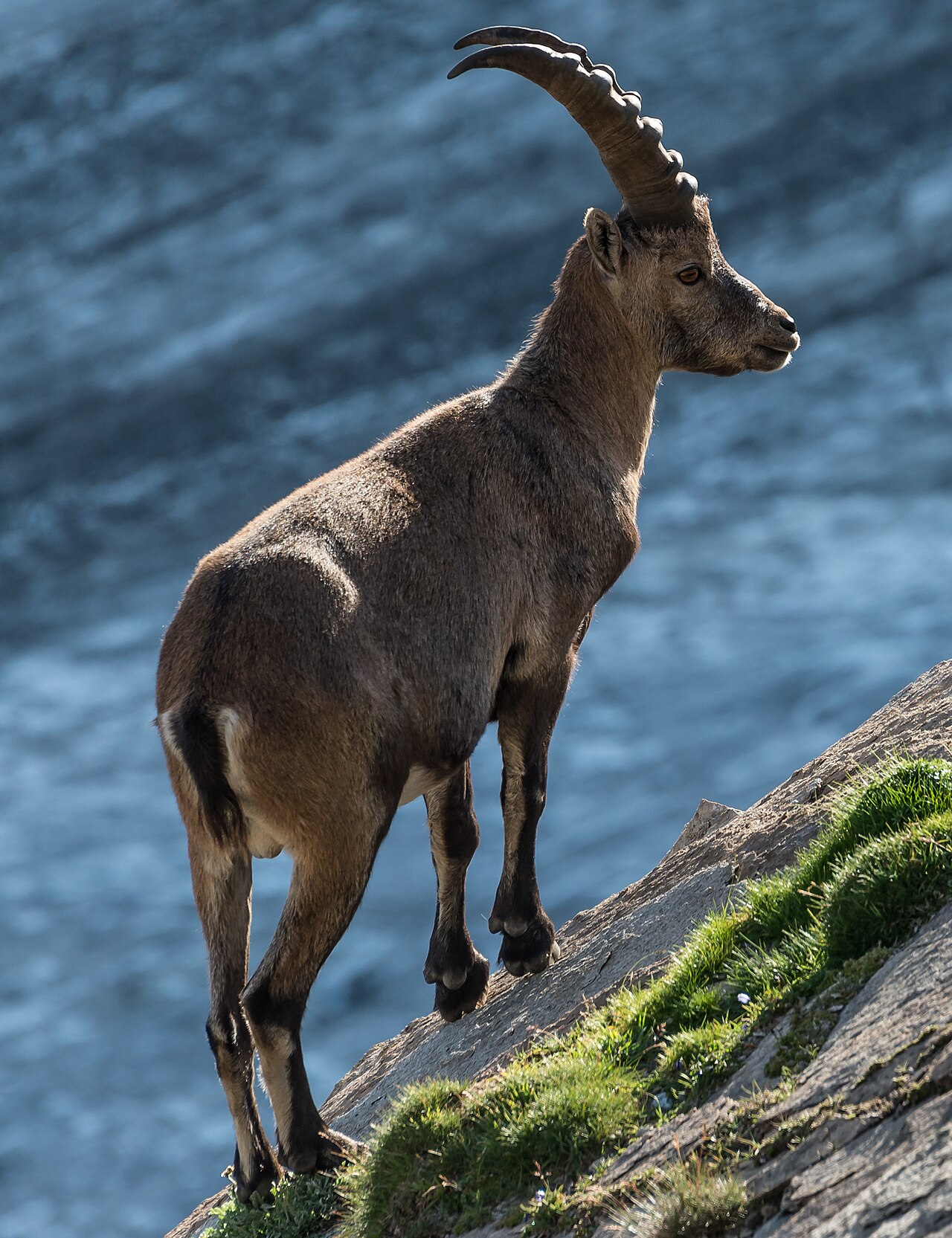 Foto fra Østerrike – Steinbock 14962940265 ()