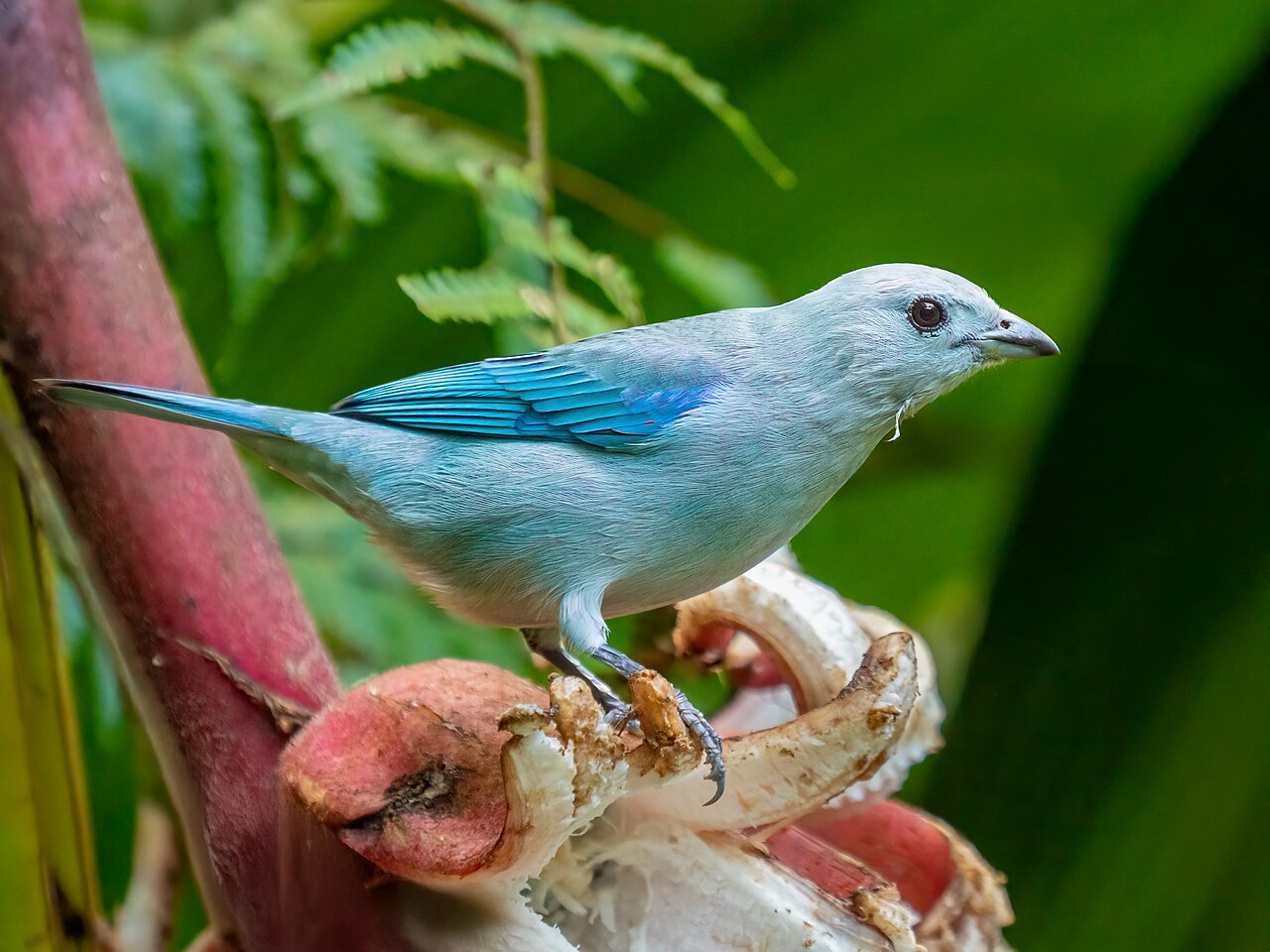 Foto fra Costa Rica – Blue-gray tanager 2