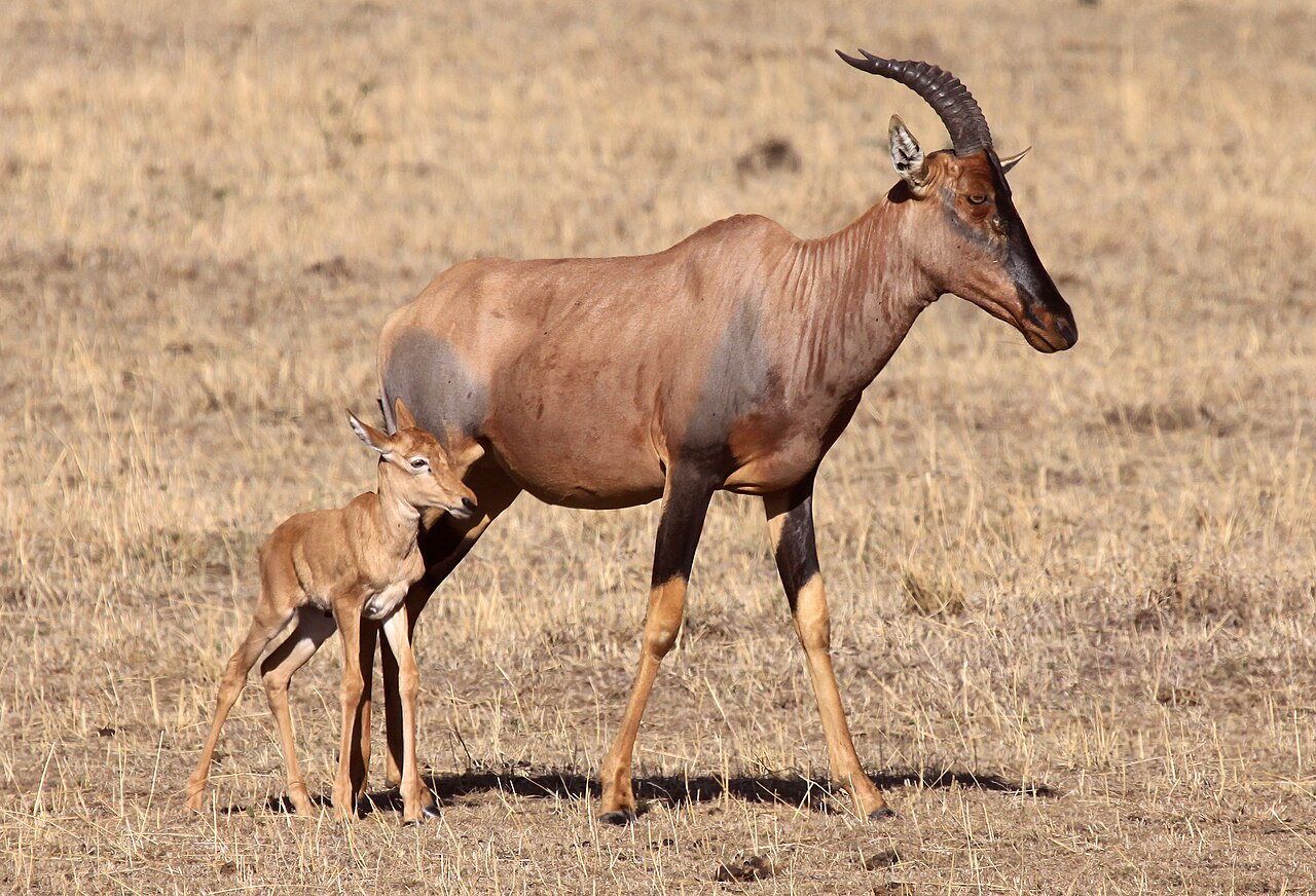 Foto fra Kenya – Damaliscus topi