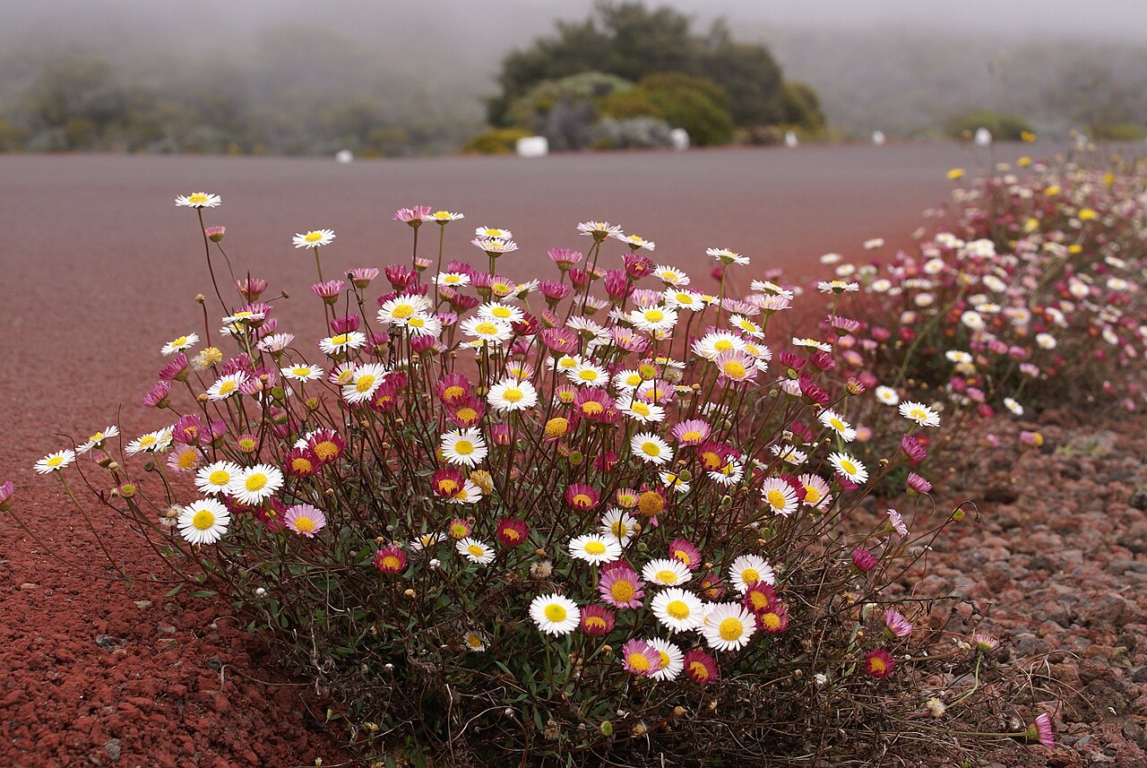 Foto fra Réunion – Erigeron karvinskianus RouteDuVolcan 1