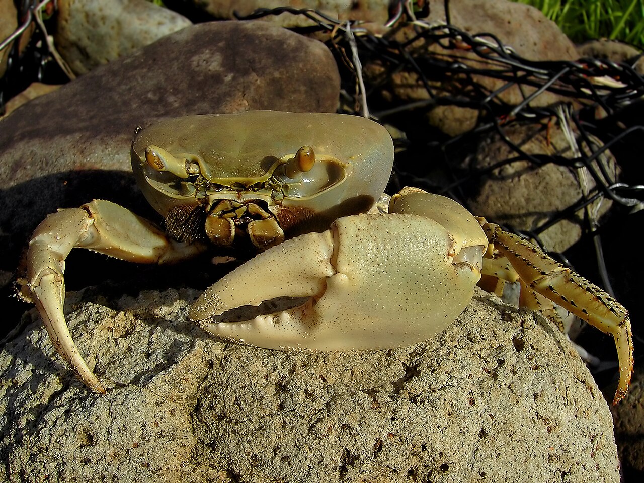 Foto fra Dominica – Cardisoma guanhumi