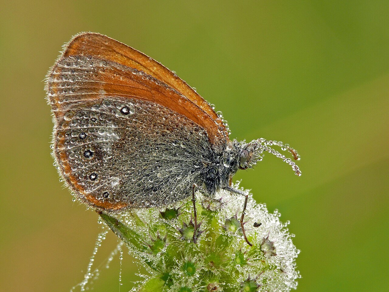 Foto fra Hviterussland – P1170085 Coenonympha glycerion
