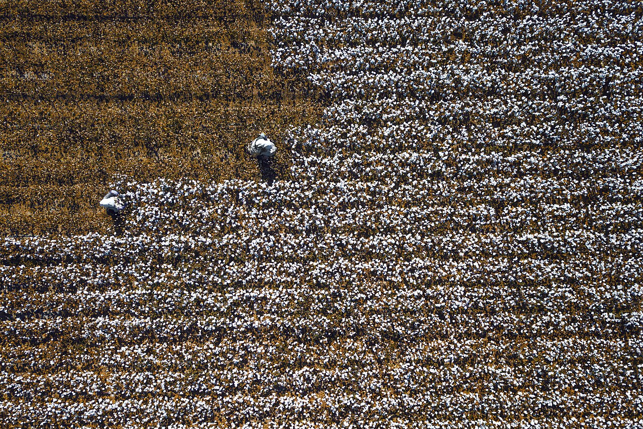 Foto fra Kina – Cotton harvest in Xinjiang