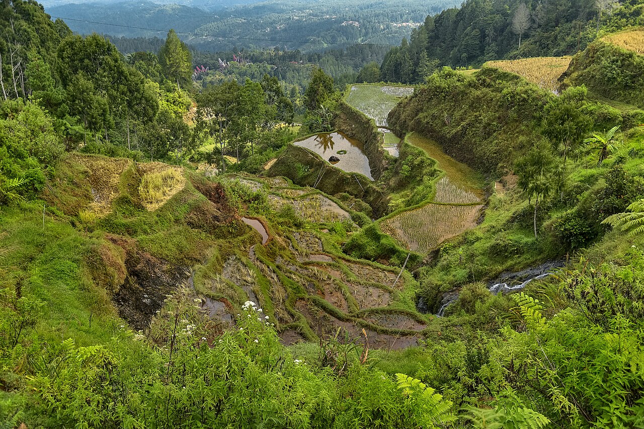 Foto fra SULAWESI - Tana Toraja, Indonesia – Tana Toraja