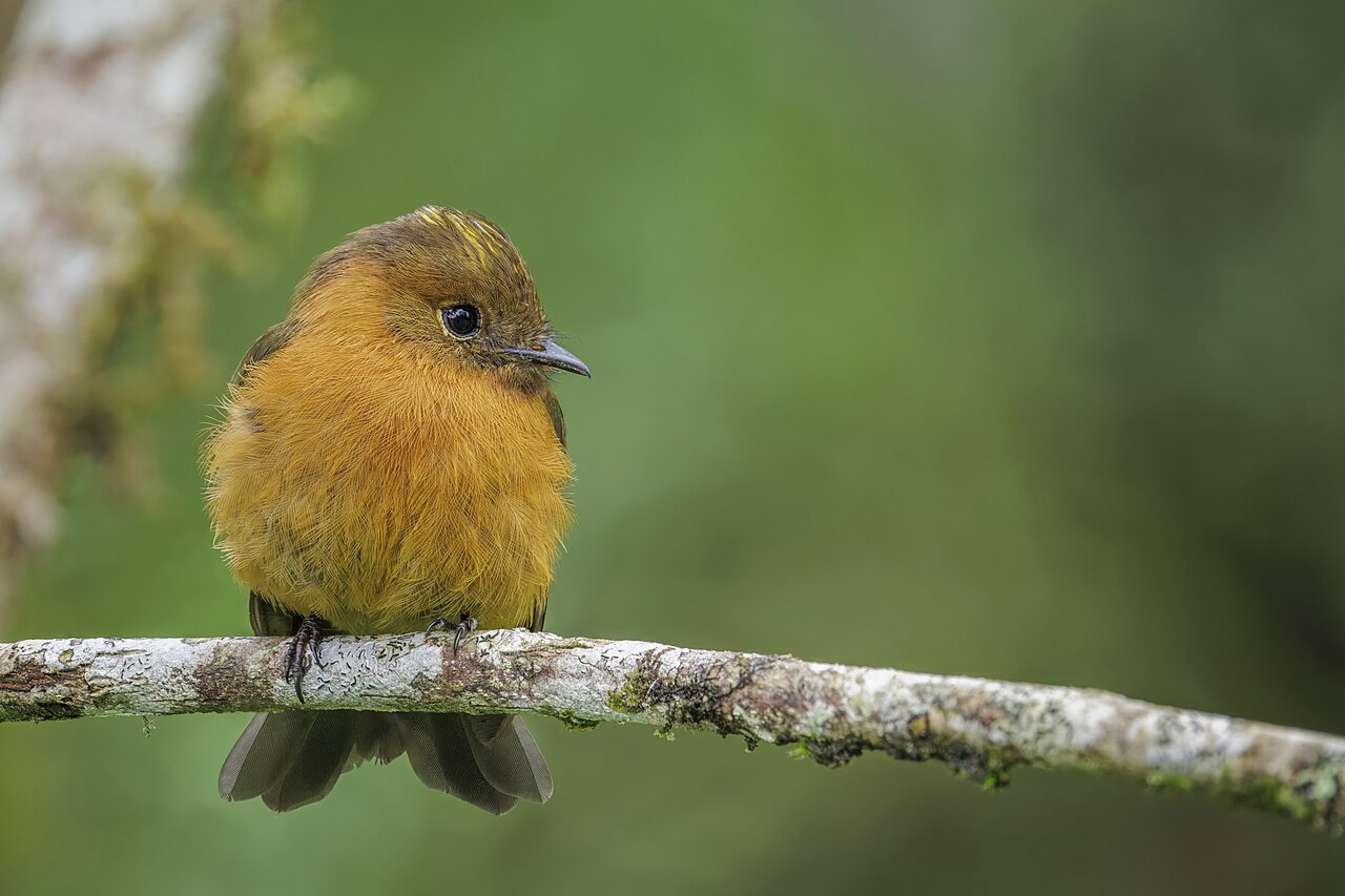 Foto fra Ecuador: Cinnamon flycatcher (Pyrrhomyias cinnamomeus pyrrhopterus) San Isidro