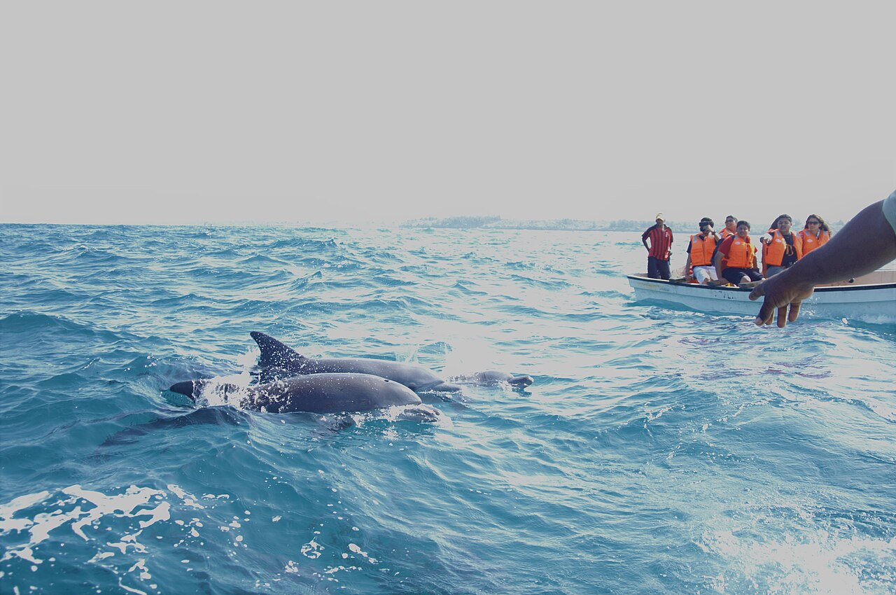 Foto fra Zanzibar, Tanzania – Dolphin tour in Zanzibar