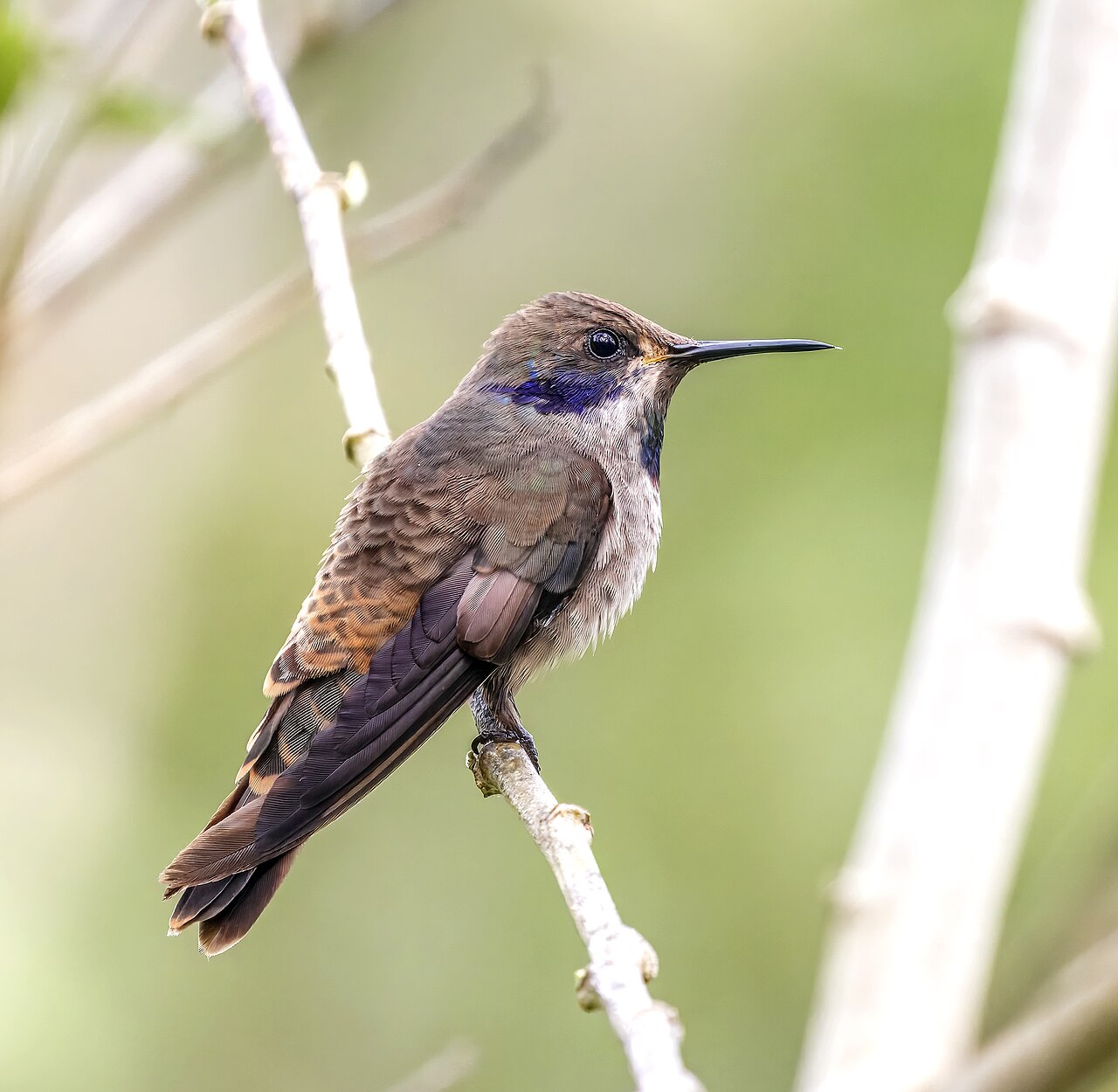 Panama