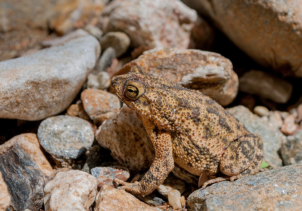 Foto fra Venezuela – Bufo marinus in Venezuela