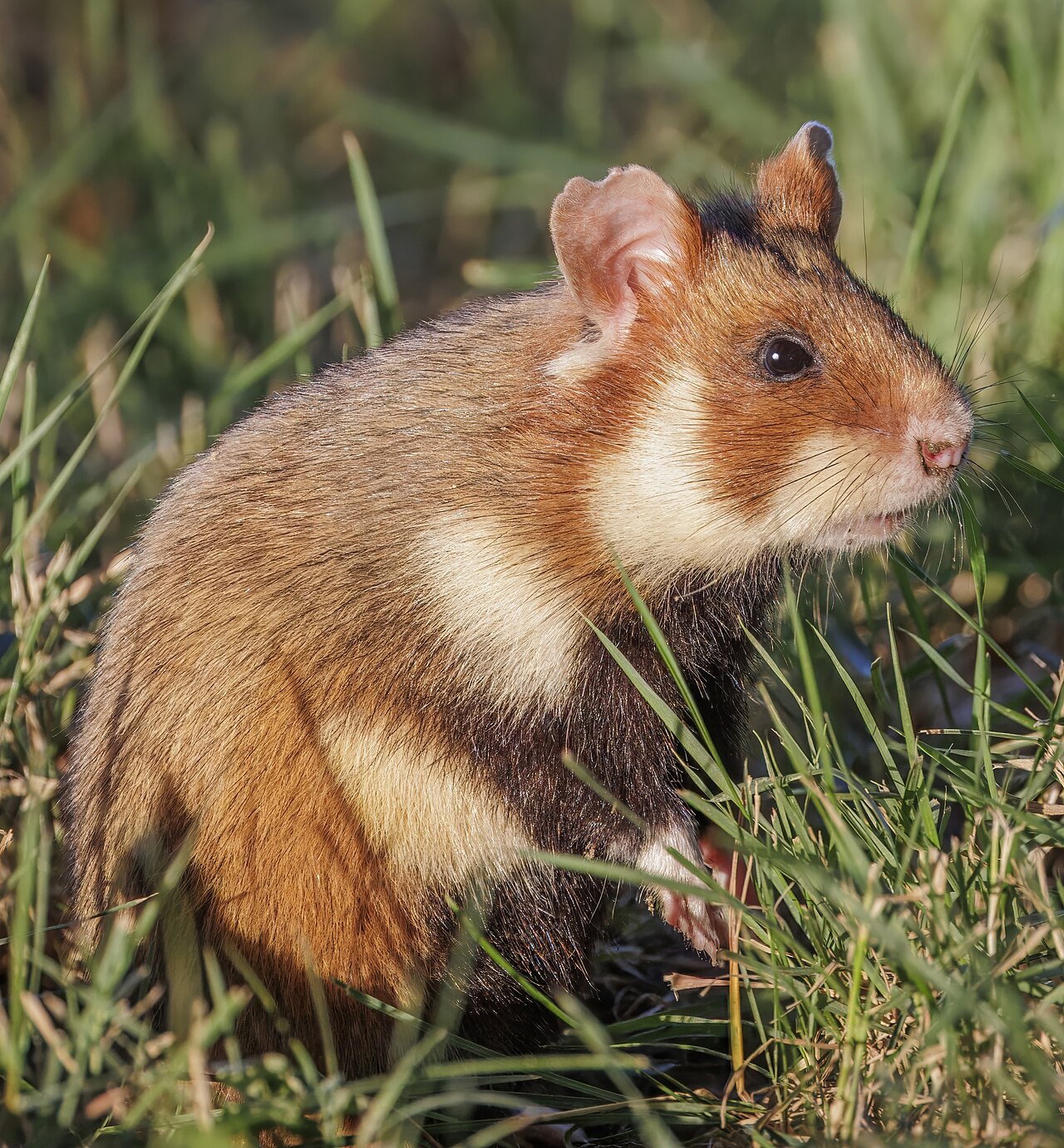 Foto fra Østerrike – Cricetus cricetus Austria 4