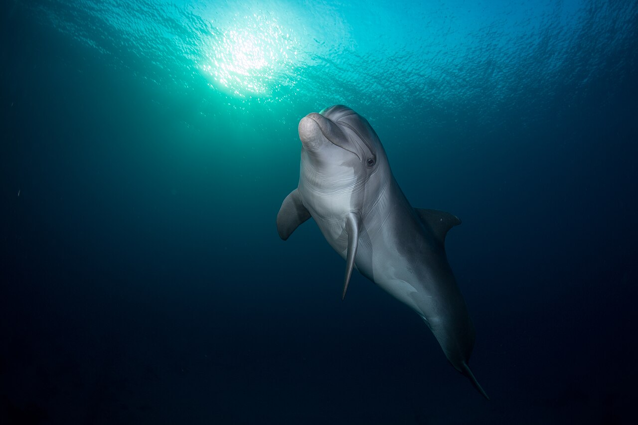 Foto fra Israel – Eilat Dolphin Reef