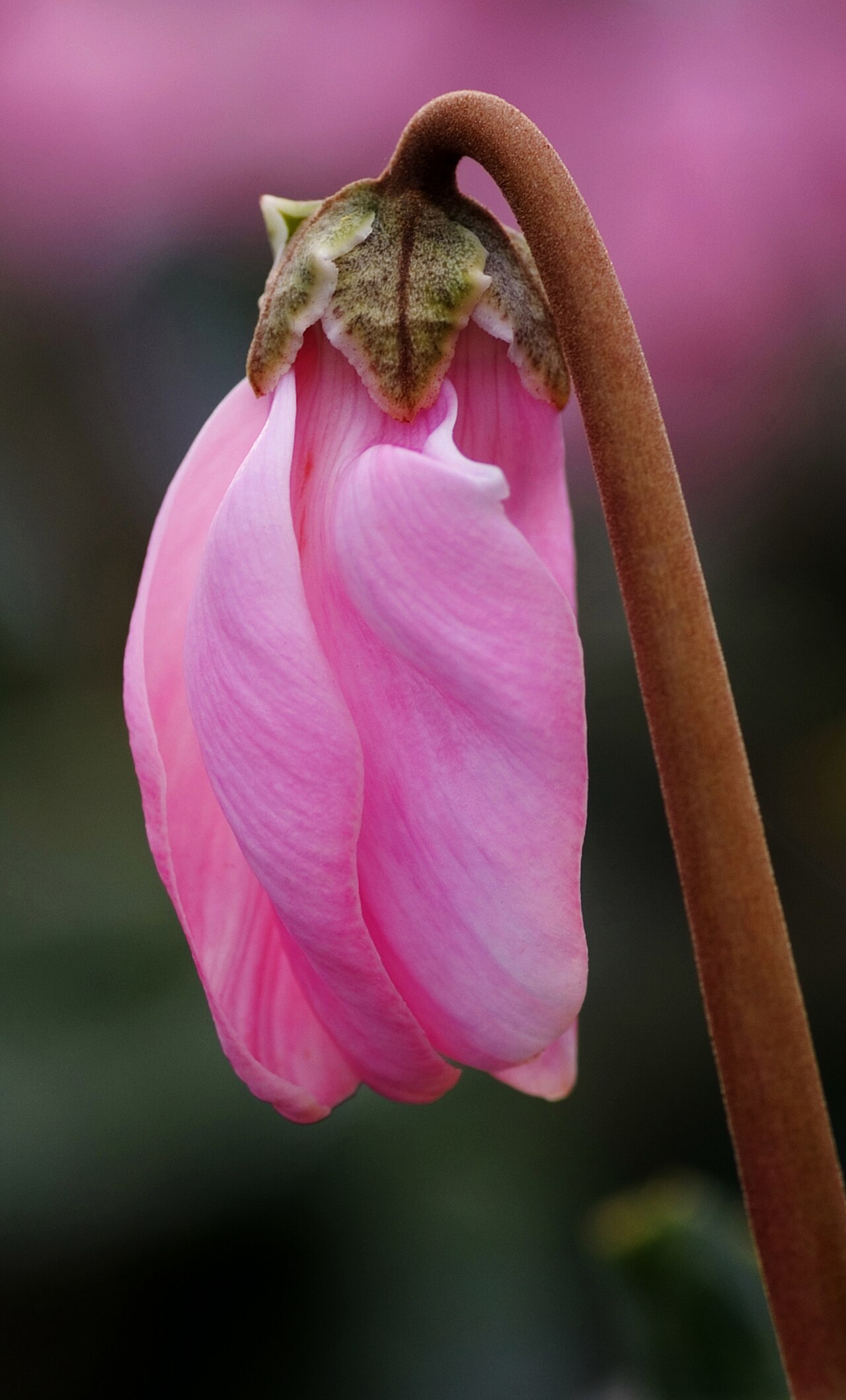 Foto fra Japan – Cyclamen persicum Mill 08DEC06