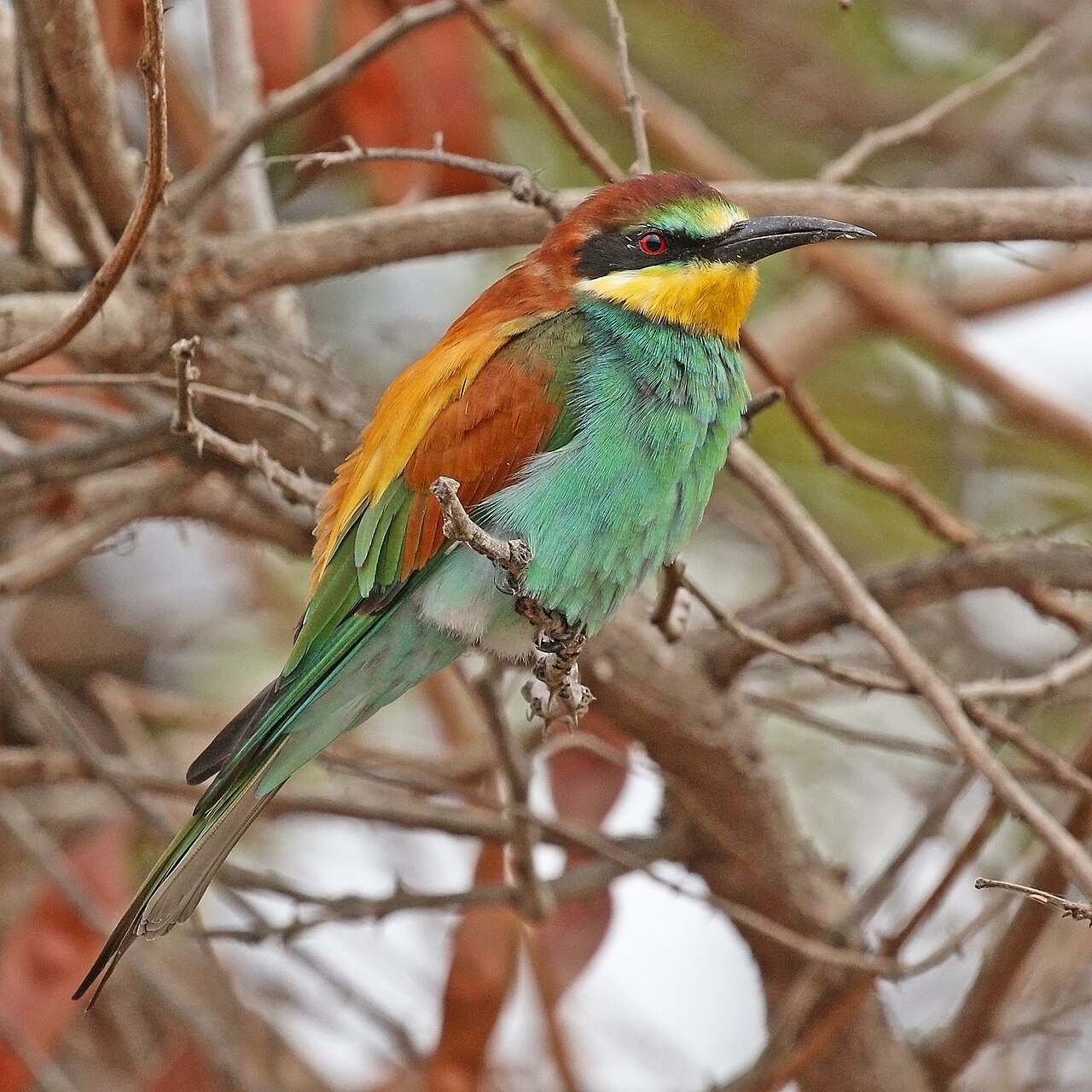 Foto fra Senegal – European bee-eater (Merops apiaster)