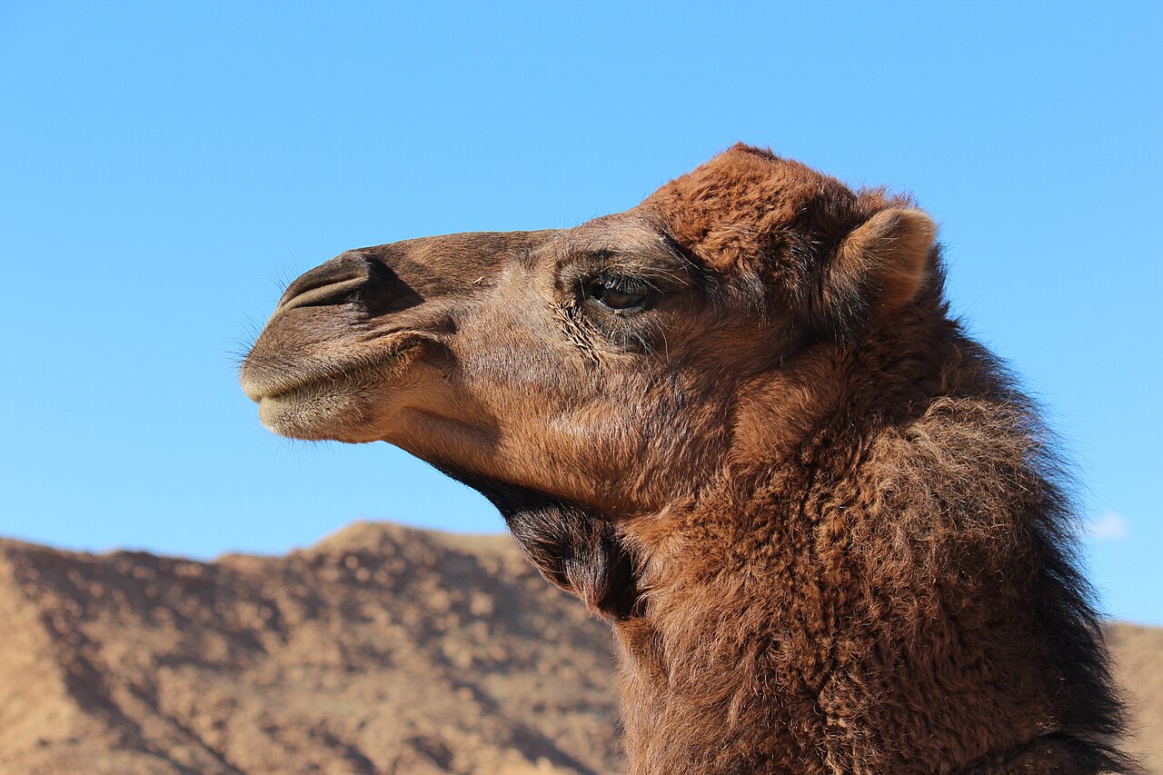 Foto fra Algerie – Dromadaire d'Algérie