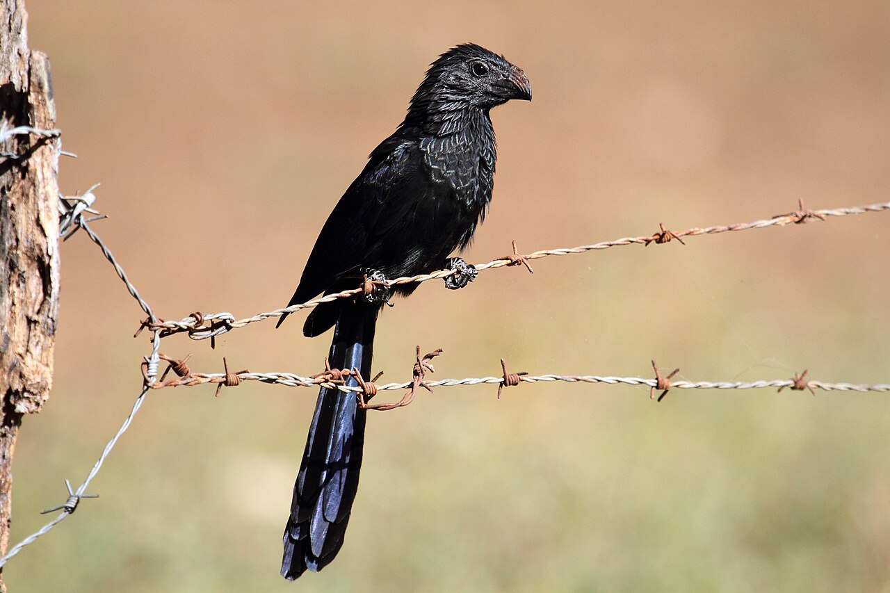 Foto fra Costa Rica – Crotophaga sulcirostris CR bis