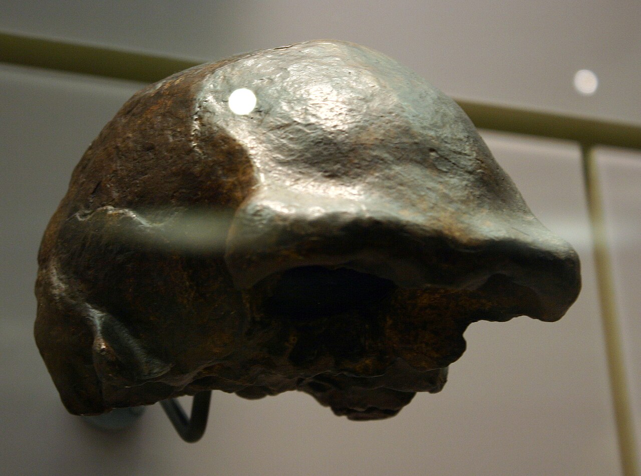 Foto fra Java, Indonesia – Ngandong 14. Homo erectus