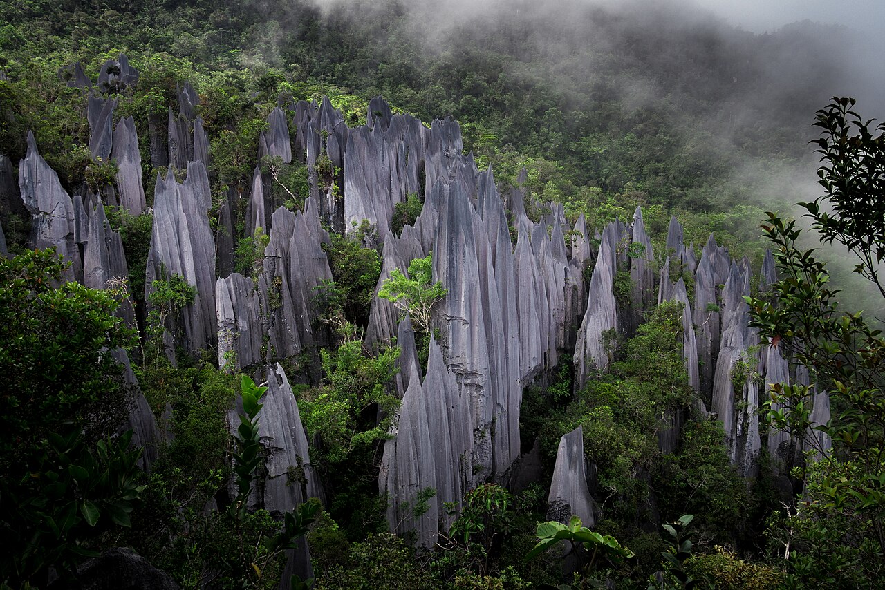 Foto fra Sarawak, Malaysia – Mulu Pinnacles