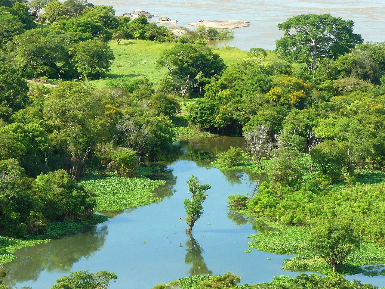 Foto fra Río Orinoco, Venezuela – Orinoco4