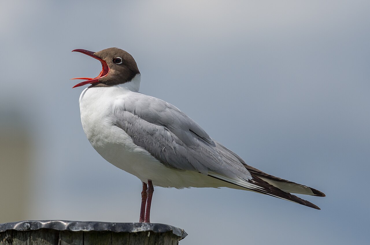 Foto fra Stockholm, Sverige – Chroicocephalus ridibundus 2012a