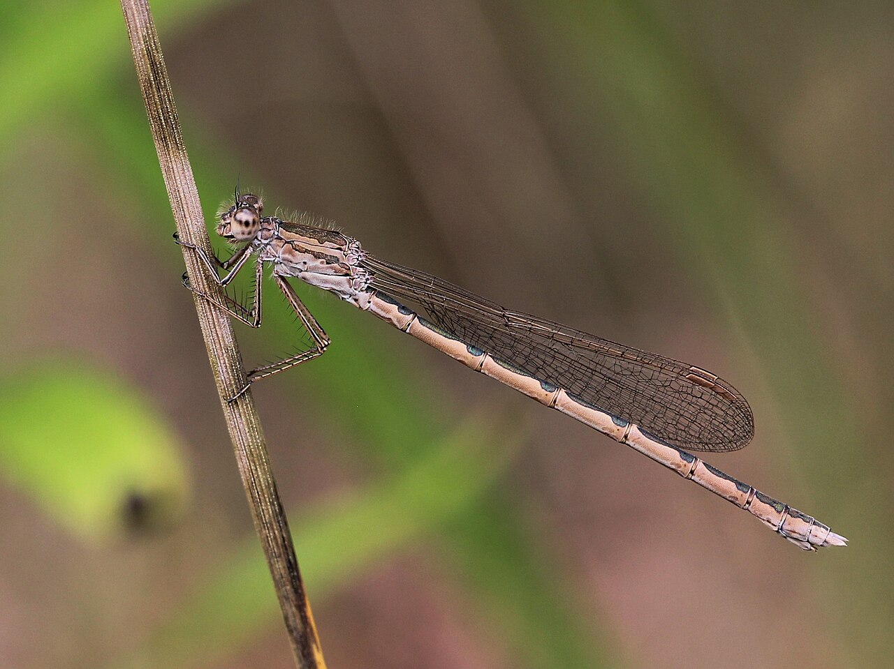 Foto fra Latvia – Sympecma paedisca 01