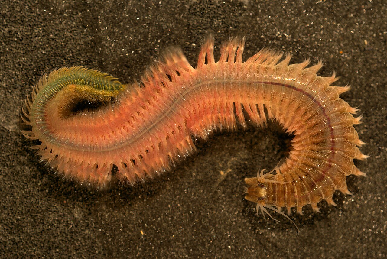 Foto fra Belgia – Alitta succinea (epitoke)