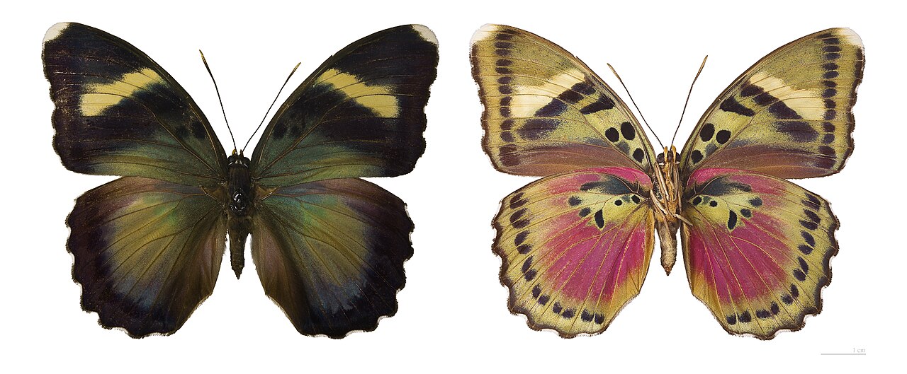 Foto fra Den sentralafrikanske republikk – Euphaedra (Xypetana) xypete MHNT